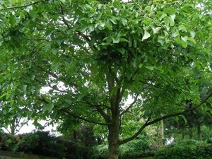 Juglans regia 6-8 STA BR - image 5