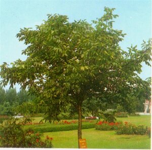 Juglans regia 6-8 STA BR - image 6