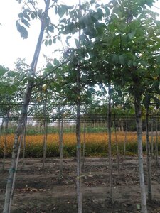 Juglans regia 8-10 Hoogstam wortelgoed - afbeelding 6