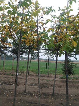 Juglans regia 8-10 Hoogstam wortelgoed - afbeelding 4