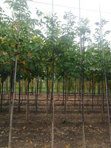 Juglans regia 8-10 Hoogstam wortelgoed - afbeelding 5
