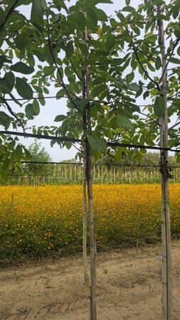 Juglans regia 8-10 STA4 BR - image 3