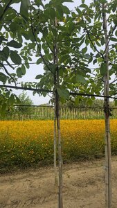 Juglans regia 8-10 STA4 BR - image 3