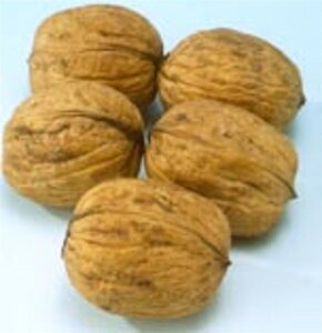 Juglans regia 8-10 STA4 BR - image 2