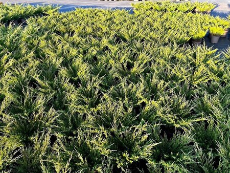 Juniperus h. 'Andorra Compact' 30-40 cm cont. 3,0L - afbeelding 2