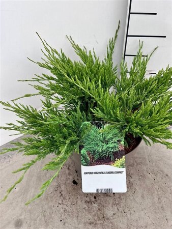 Juniperus h. 'Andorra Compact' 30-40 cm cont. 3,0L - afbeelding 3