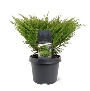 Juniperus h. 'Andorra Compact' 30-40 cm cont. 3,0L
