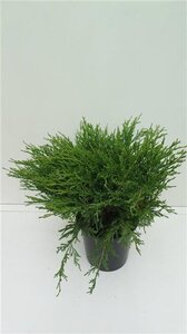 Juniperus h. 'Andorra Compact' 30-40 cm cont. 3,5L