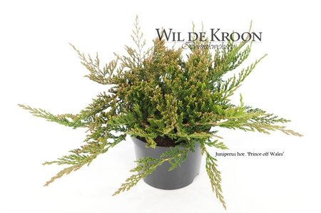Juniperus h. 'Prince of Wales' 20-25 cm cont. 2,0L