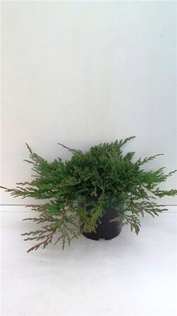 Juniperus h. 'Prince of Wales' 30-40 cm cont. 3,5L - afbeelding 1