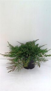 Juniperus h. 'Prince of Wales' 30-40 cm cont. 3,5L