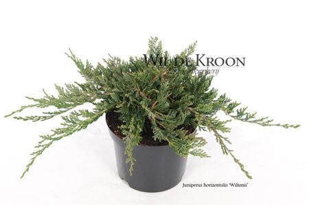 Juniperus h. 'Wiltonii' 20-25 cm cont. 2,0L