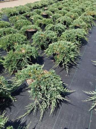 Juniperus h. 'Wiltonii' 40-50 cm cont. 7,5L