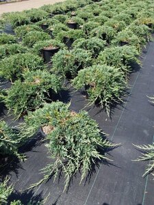 Juniperus h. 'Wiltonii' 40-50 cm cont. 7,5L