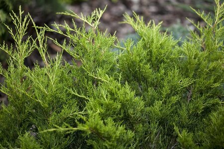 Juniperus pf. 'Gold Coast' 25-30 cm cont. 3,0L - afbeelding 2