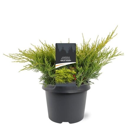 Juniperus pf. 'Gold Coast' 25-30 cm cont. 3,0L - afbeelding 3