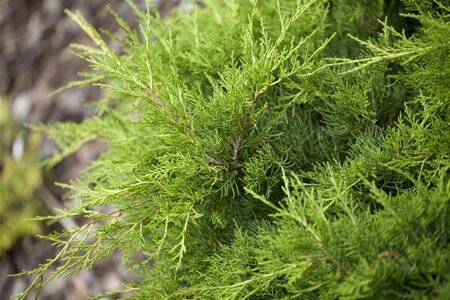 Juniperus pf. 'Gold Coast' 25-30 cm cont. 3,0L - image 1