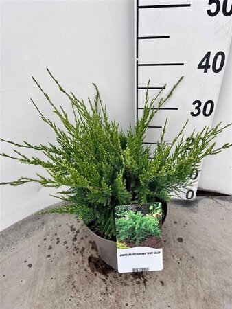 Juniperus pf. 'Mint Julep' 30-40 cm cont. 3,0L - afbeelding 5