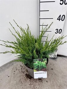 Juniperus pf. 'Mint Julep' 30-40 cm cont. 3,0L - afbeelding 5