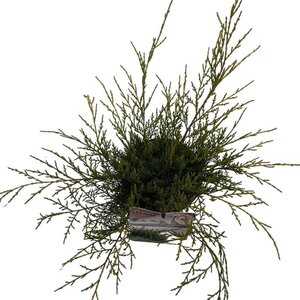 Juniperus pf. 'Old Gold' 25-30 cm cont. 2,0L