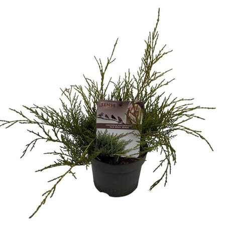 Juniperus pf. 'Old Gold' 25-30 cm cont. 2,0L - afbeelding 2