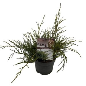 Juniperus pf. 'Old Gold' 25-30 cm cont. 2,0L - afbeelding 2