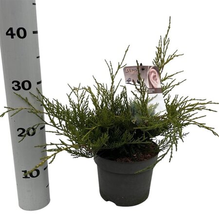 Juniperus pf. 'Old Gold' 25-30 cm cont. 2,0L - afbeelding 3