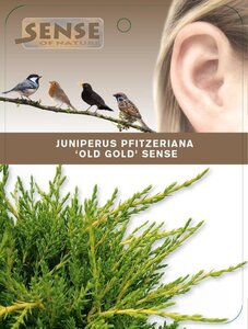Juniperus pf. 'Old Gold' 25-30 cm cont. 2,0L - afbeelding 4