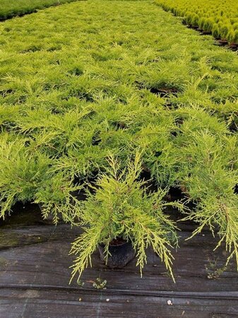 Juniperus pf. 'Old Gold' 25-30 cm cont. 3,0L - afbeelding 1
