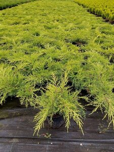Juniperus pf. 'Old Gold' 25-30 cm cont. 3,0L