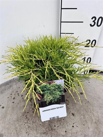 Juniperus pf. 'Old Gold' 25-30 cm cont. 3,0L - afbeelding 2