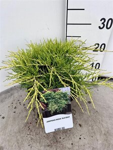 Juniperus pf. 'Old Gold' 25-30 cm cont. 3,0L - afbeelding 2