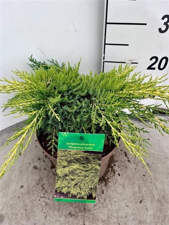 Juniperus pf. 'Pfitzeriana Aurea' 30-40 cm cont. 3,0L