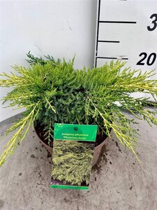 Juniperus pf. 'Pfitzeriana Aurea' 30-40 cm cont. 3,0L