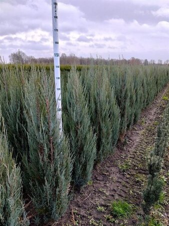 Juniperus s. 'Blue Arrow' 100-125 cm met kluit - afbeelding 5
