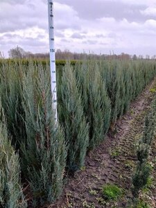 Juniperus s. 'Blue Arrow' 100-125 cm met kluit - afbeelding 5