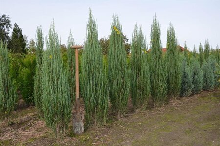 Juniperus s. 'Blue Arrow' 100-125 cm met kluit - afbeelding 4