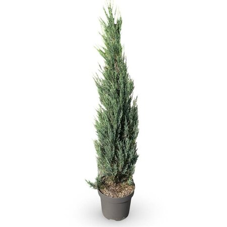 Juniperus s. 'Blue Arrow' 125-150 cm cont. 12L - afbeelding 3