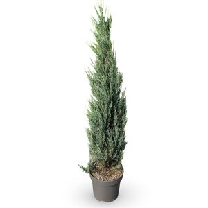 Juniperus s. 'Blue Arrow' 125-150 cm cont. 12L - afbeelding 3