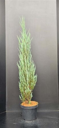 Juniperus s. 'Blue Arrow' 125-150 cm met kluit - afbeelding 5