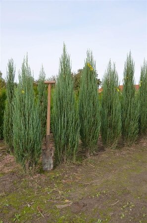 Juniperus s. 'Blue Arrow' 125-150 cm met kluit - afbeelding 4