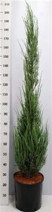 Juniperus s. 'Blue Arrow' 150-175 cm cont. 15L - afbeelding 1