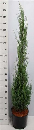 Juniperus s. 'Blue Arrow' 150-175 cm cont. 15L - afbeelding 2