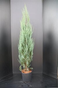 Juniperus s. 'Blue Arrow' 150-175 cm met kluit - afbeelding 4