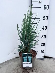 Juniperus s. 'Blue Arrow' 50-60 cm cont. 3,0L - afbeelding 5