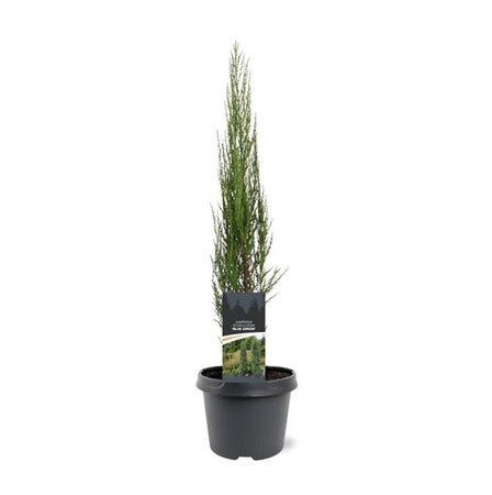 Juniperus s. 'Blue Arrow' 50-60 cm cont. 3,0L - afbeelding 4