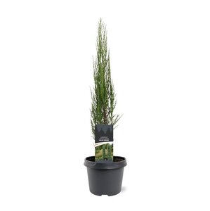 Juniperus s. 'Blue Arrow' 50-60 cm cont. 3,0L - afbeelding 4