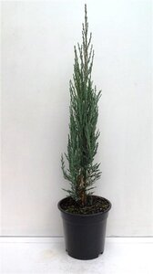 Juniperus s. 'Blue Arrow' 50-60 cm cont. 3,5L
