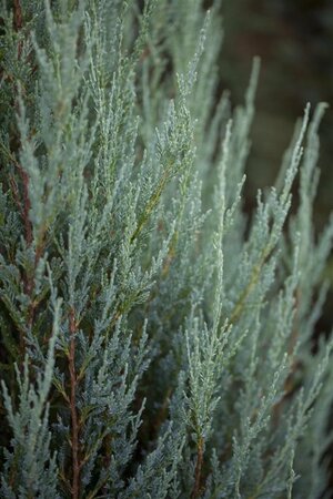 Juniperus s. 'Blue Arrow' 60-80 cm met kluit - afbeelding 2