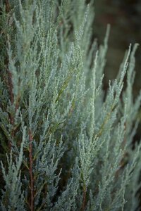 Juniperus s. 'Blue Arrow' 60-80 cm met kluit - afbeelding 2